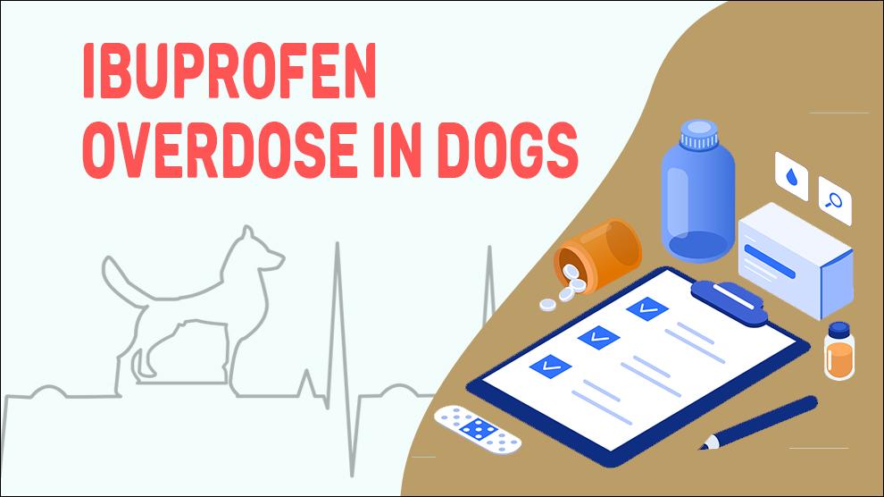 Ibuprofen Overdose In Dogs