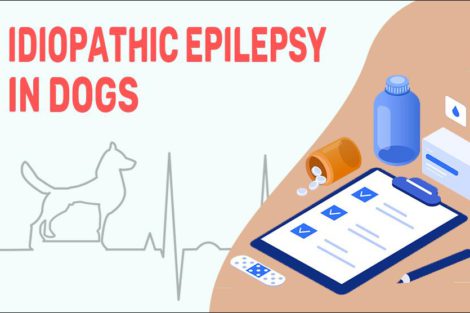 Idiopathic Epilepsy In Dogs