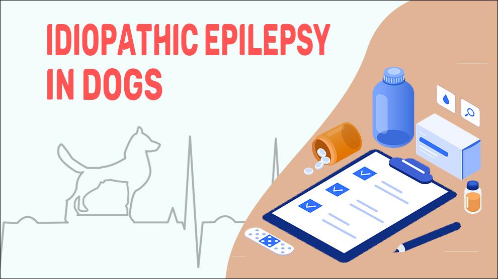 Idiopathic Epilepsy In Dogs