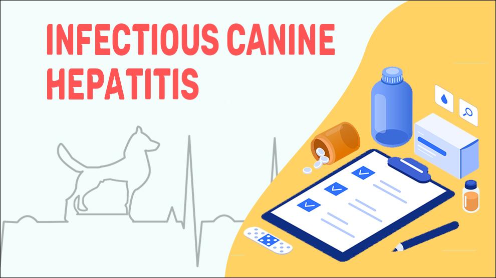 Infectious Canine Hepatitis