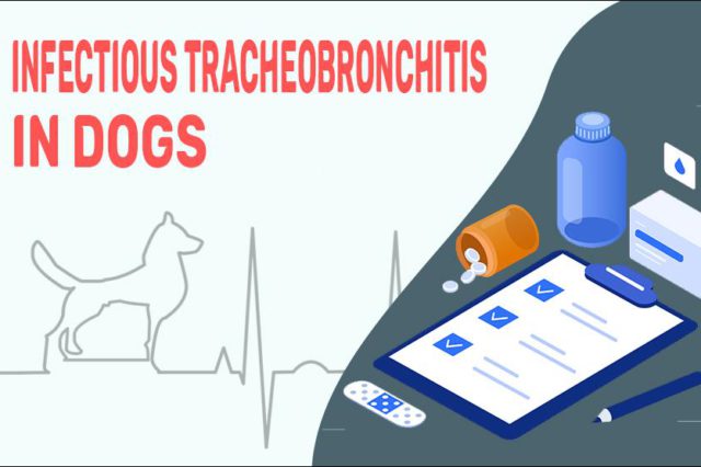Infectious Tracheobronchitis In Dogs