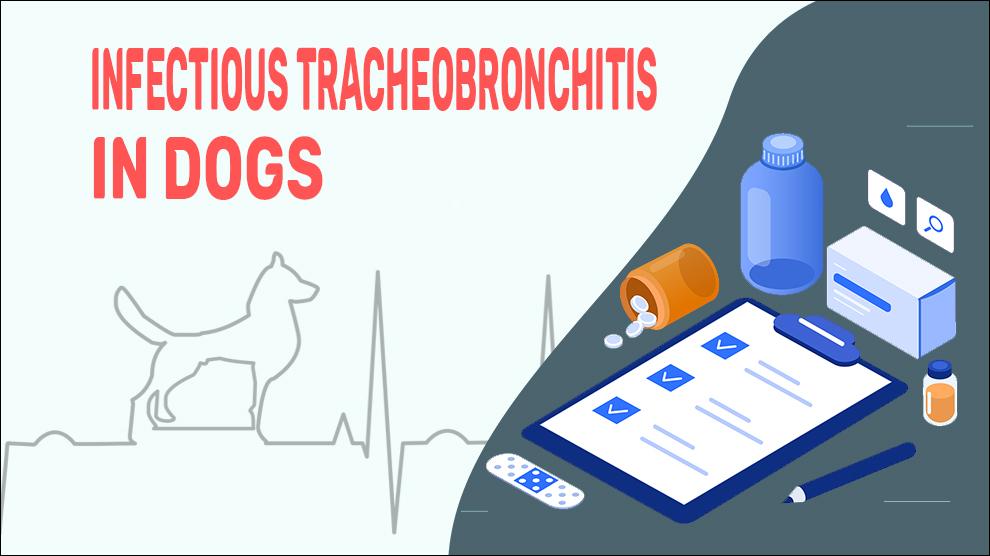 Infectious Tracheobronchitis In Dogs
