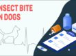 Insect Bite In Dogs