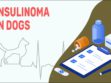 Insulinoma In Dogs