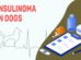 Insulinoma In Dogs