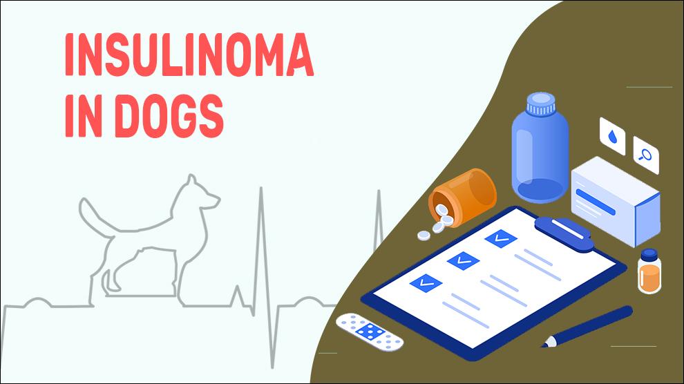 Insulinoma In Dogs