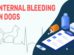 Internal Bleeding In Dogs