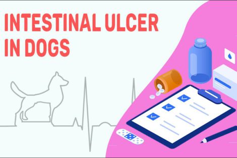 Intestinal Ulcer In Dogs