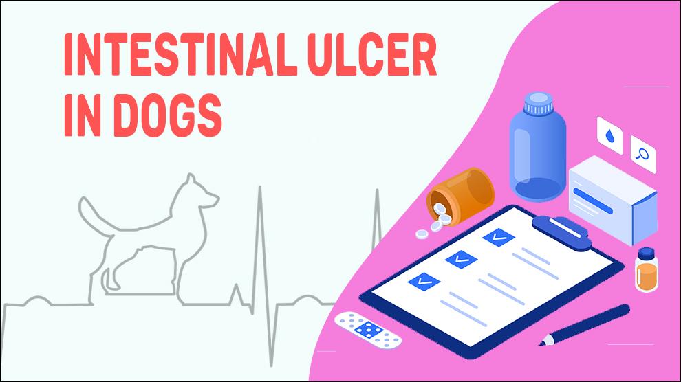 Intestinal Ulcer In Dogs