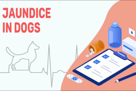 Jaundice In Dogs