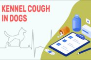 Kennel Cough In Dogs