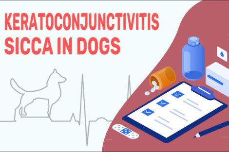 Keratoconjunctivitis Sicca In Dogs