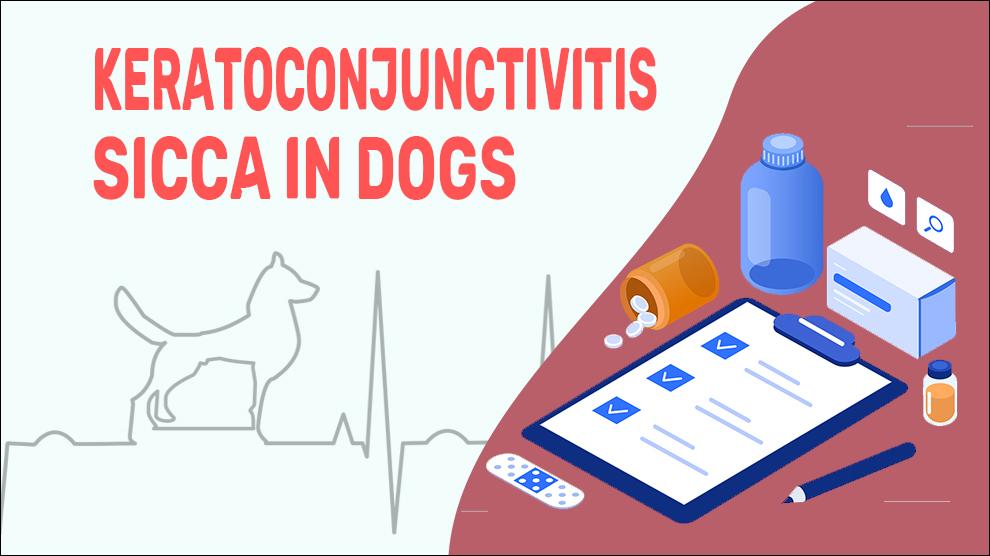 Keratoconjunctivitis Sicca In Dogs