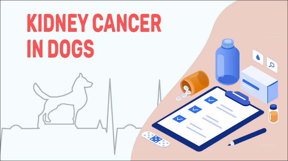 Kidney Cancer In Dogs