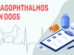 Lagophthalmos In Dogs