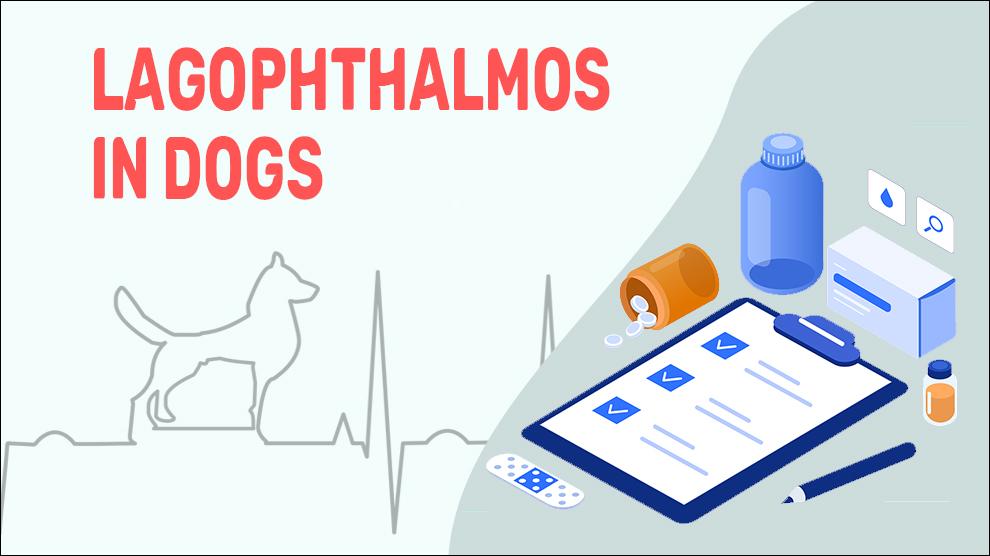 Lagophthalmos In Dogs