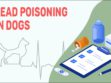 Lead Poisoning In Dogs