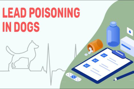 Lead Poisoning In Dogs