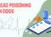 Lead Poisoning In Dogs