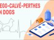 Legg–Calvé–Perthes In Dogs