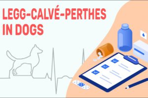 Legg–Calvé–Perthes In Dogs