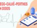 Legg–Calvé–Perthes In Dogs