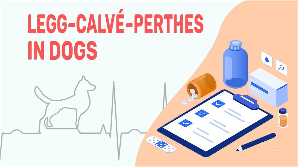 Legg–Calvé–Perthes In Dogs