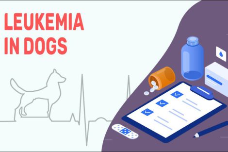 Leukemia In Dogs