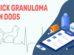 Lick Granuloma In Dogs