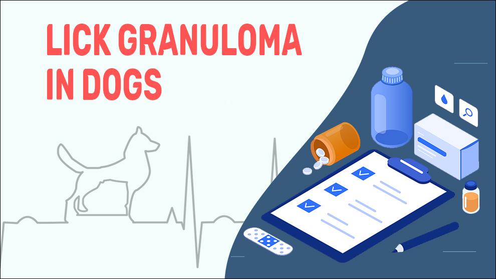 Lick Granuloma In Dogs