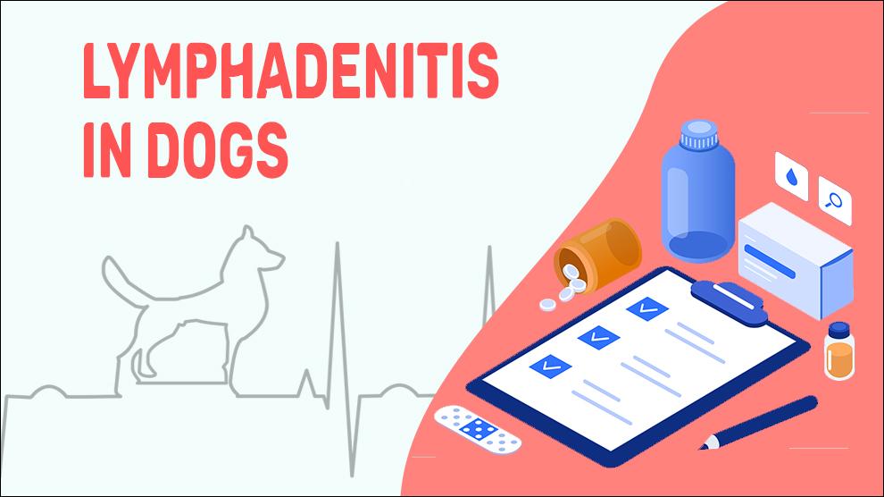 Lymphadenitis In Dogs