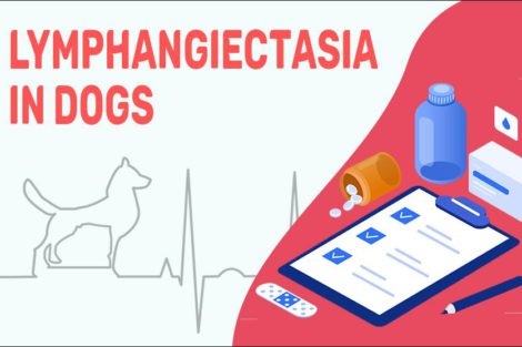 Lymphangiectasia In Dogs