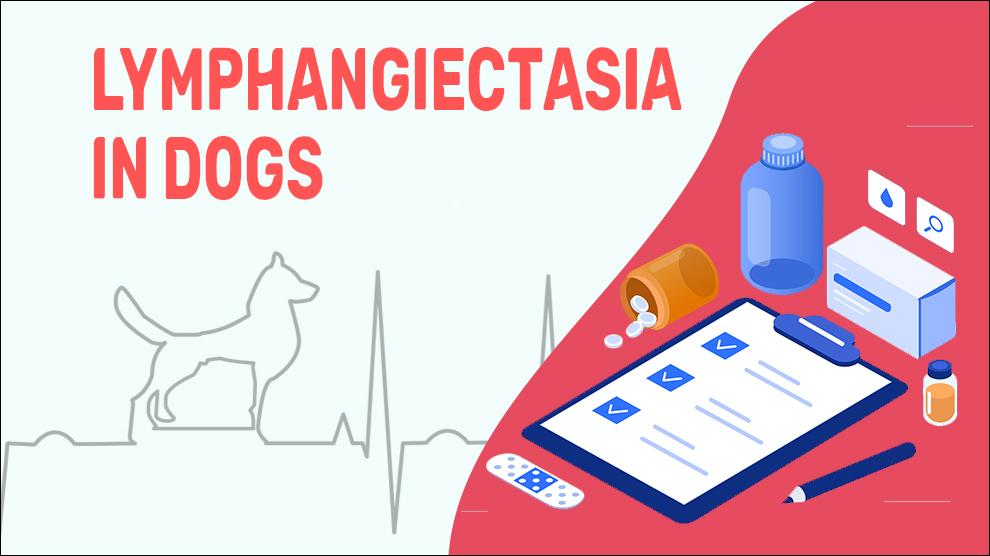 Lymphangiectasia In Dogs
