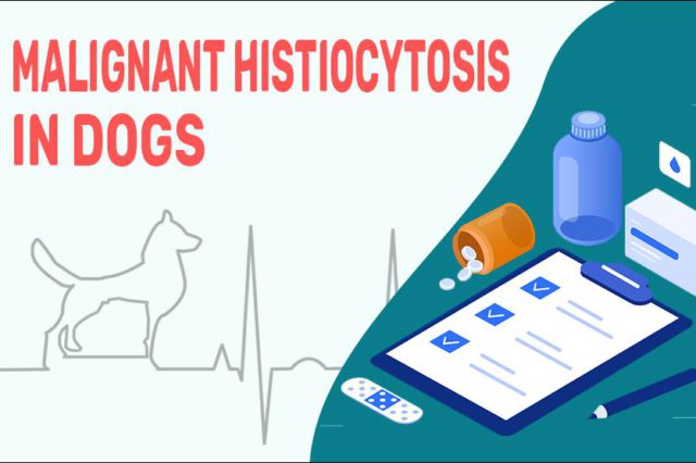Malignant Histiocytosis In Dogs