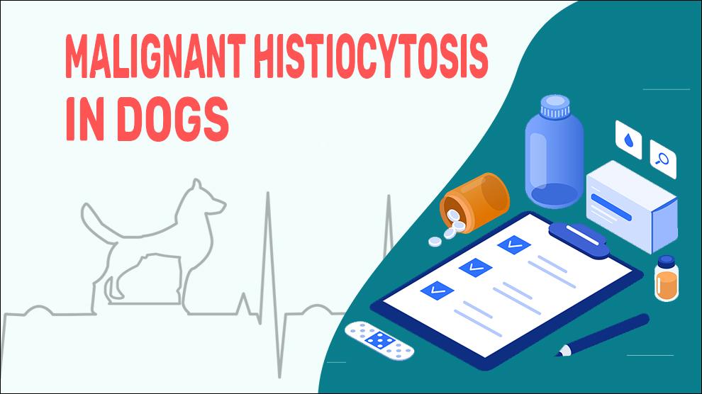 Malignant Histiocytosis In Dogs