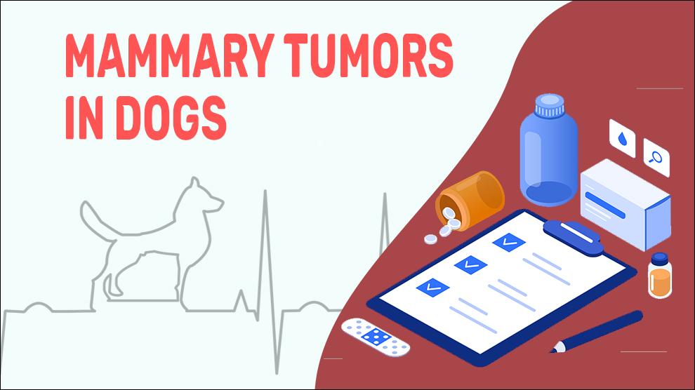 is mammary cancer in dogs painful