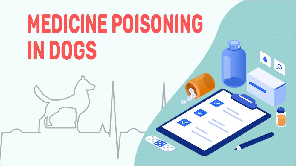 Medicine Poisoning In Dogs