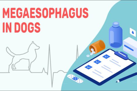 Megaesophagus In Dogs
