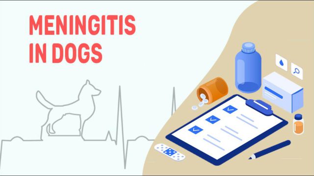 Meningitis In Dogs - Symptoms, Causes, & Treatments - Petmoo