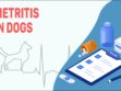 Metritis In Dogs