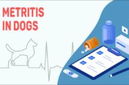 Metritis In Dogs