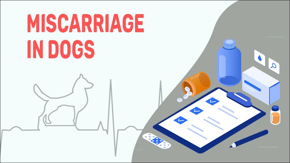 Miscarriage In Dogs