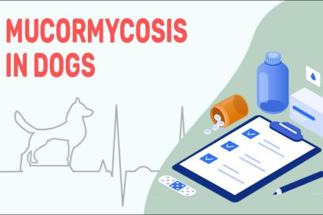 Mucormycosis In Dogs