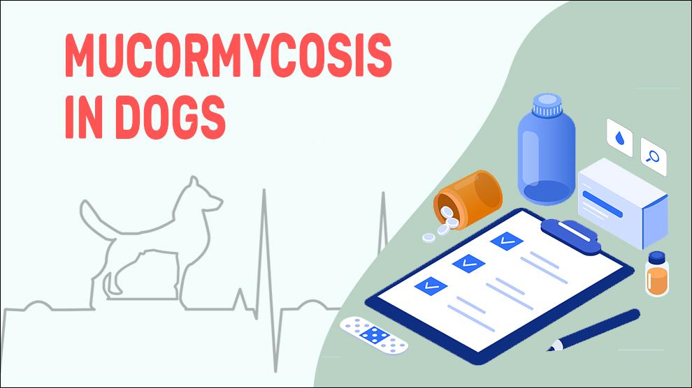 Mucormycosis In Dogs
