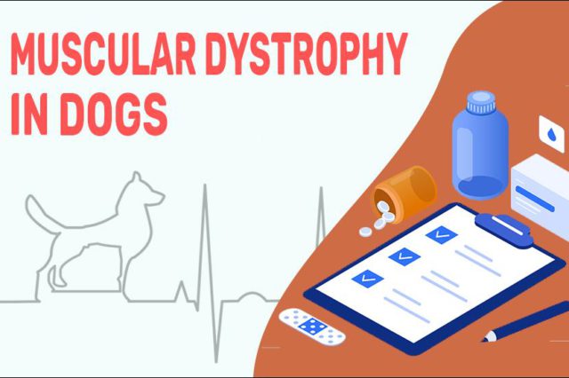 Muscular Dystrophy In Dogs