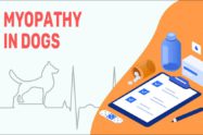 Myopathy In Dogs