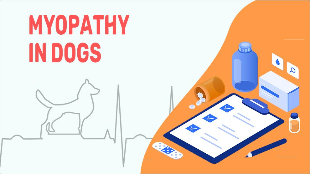 Myopathy In Dogs