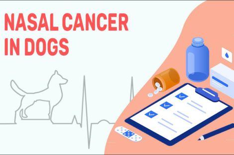 Nasal Cancer In Dogs