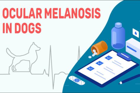 Ocular Melanosis In Dogs