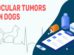 Ocular Tumors In Dogs